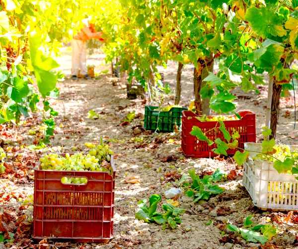 Crete Wine Harvest