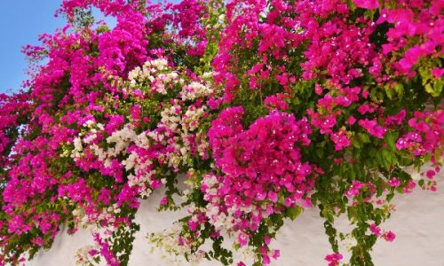 Sifnos flowers