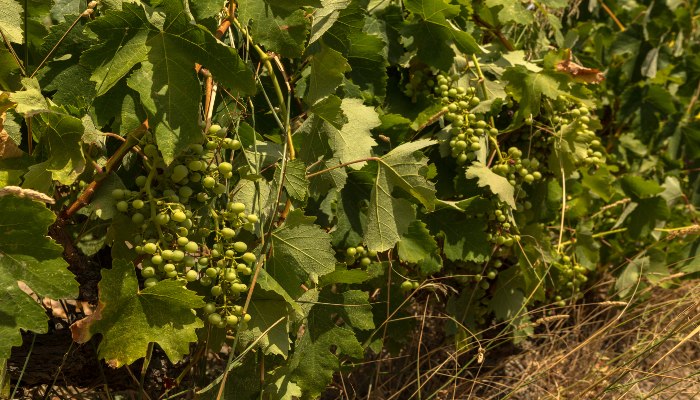 Grape vines, Greece