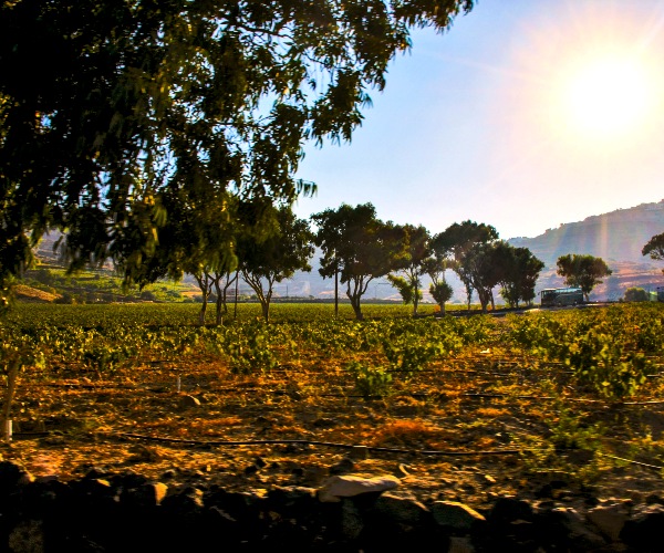 Santorini vineyard