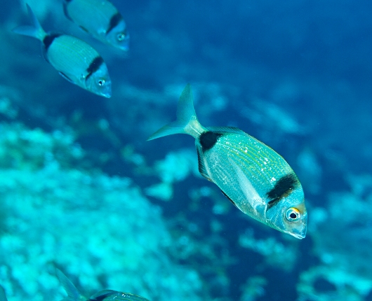 Santorini fish