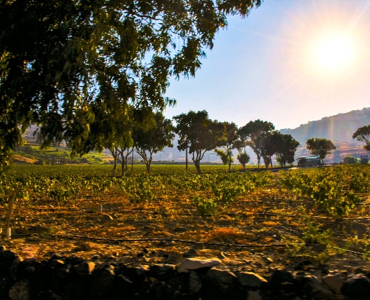 Vineyard in Santorini