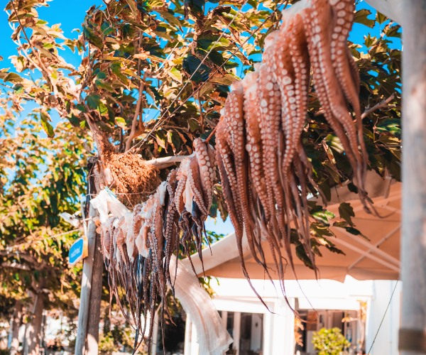 Octopus Paros