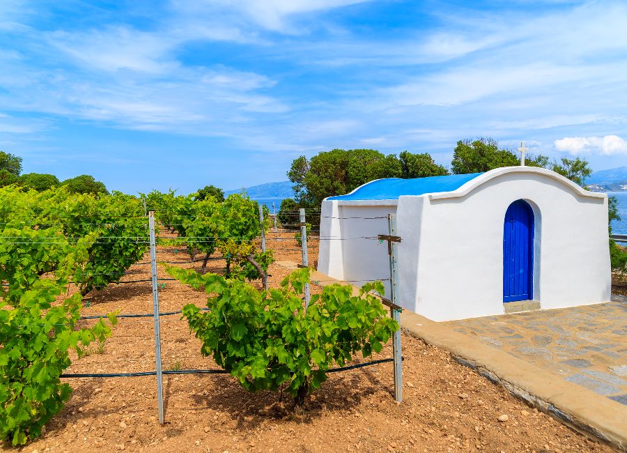 Paros vineyard