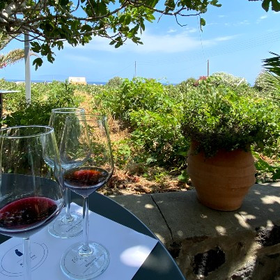 Santorini Vineyard