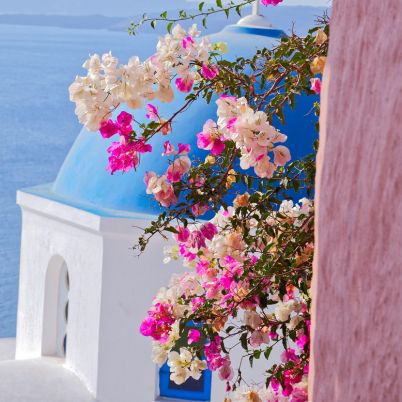 Blue dome behind pink flowers