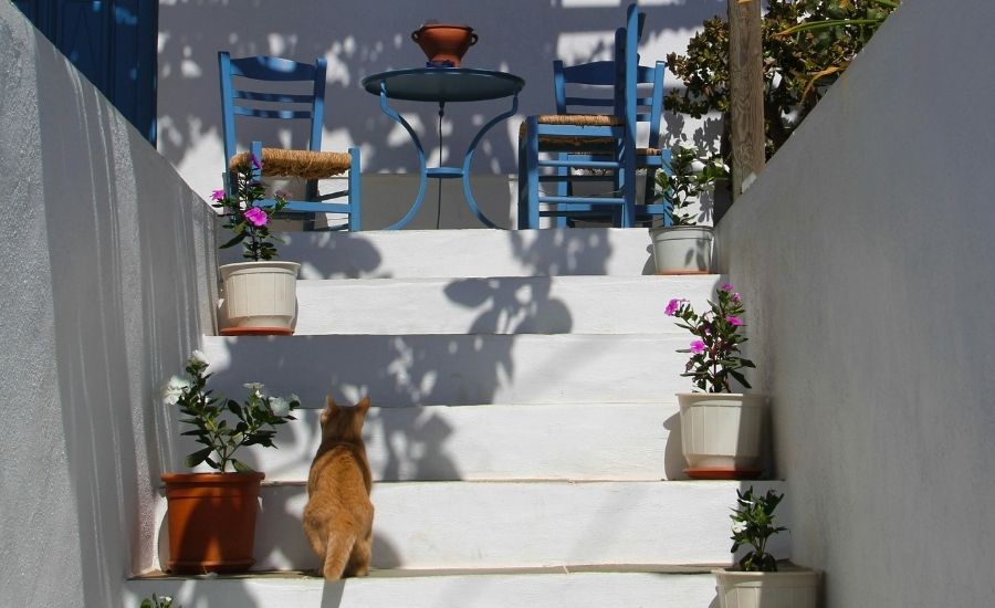 Orange cat on white steps