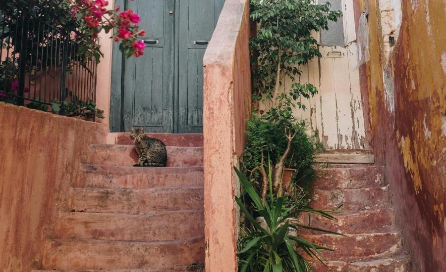 Cat on steps