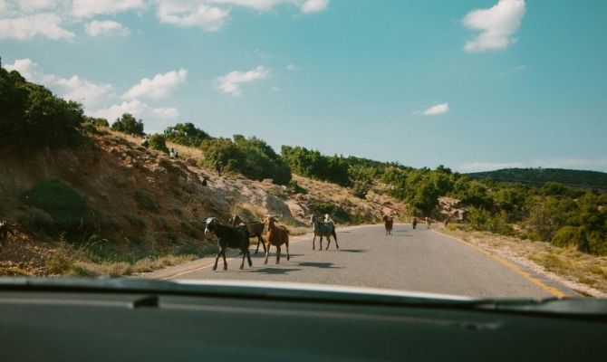 Goats on the road in Greece