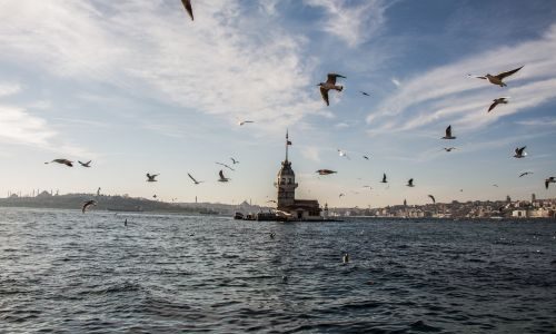 Istanbul birds flying over the harbour